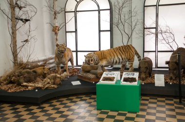 Rusya, Blagoveshchensk, Temmuz 2019: Amur yerel bilgi müzesinde Amur kaplanı ve yaban domuzları. G.S. Novikov-Daursky