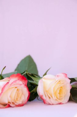 Pembe arka planda iki açık sarı-kırmızı gül