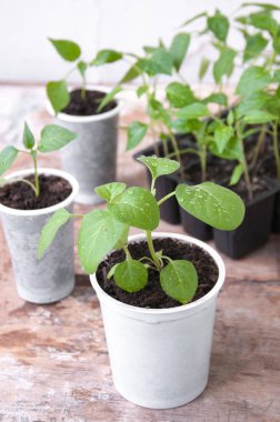 Biber tohumları, plastik bardaklarda patlıcanlar.