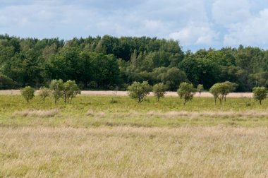 Yüksek ormanın önündeki tarlada küçük ağaçlar.