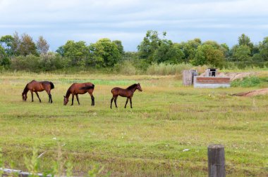 Çayırda taylar ve atlar