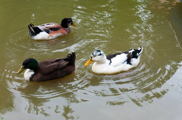 Drei Enten Auf Dem Wasser — Stockfoto
