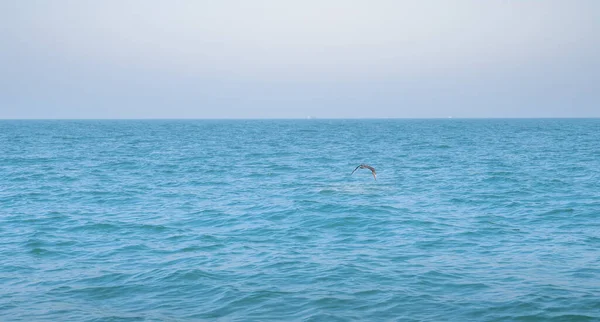 White Seagull Flying Perfect Clear Blue Sky Sea Prepare Gliding — Stock Photo, Image