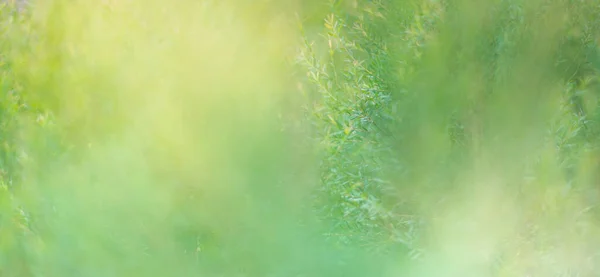 Natur Des Grünen Blattes Garten Sommer Natürliche Grüne Blätter Auf — Stockfoto