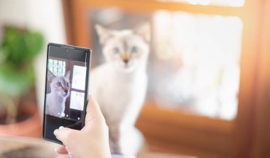 Kadın el sahibi, karantinaya alınıp evden çalışırken dinlenmek için beyaz kedisiyle oturma odasında fotoğraf çekiyor. Akıllı telefona odaklan..