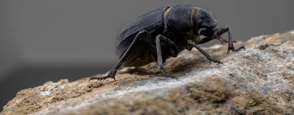 Escarabajo Oscuro Árabe Encontrado Por Todo Medio Oriente — Foto de Stock