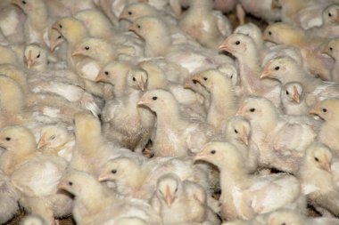 Geceleri kapalı bir tavuk çiftliğinde pek çok yavru tavuk pişiriliyor.