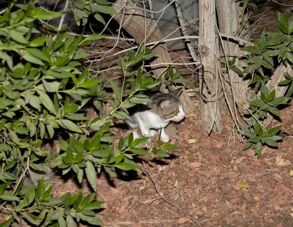 Gato Branco Marrom Preto Vadio Escondido Nos Arbustos Noite Procura — Fotografia de Stock