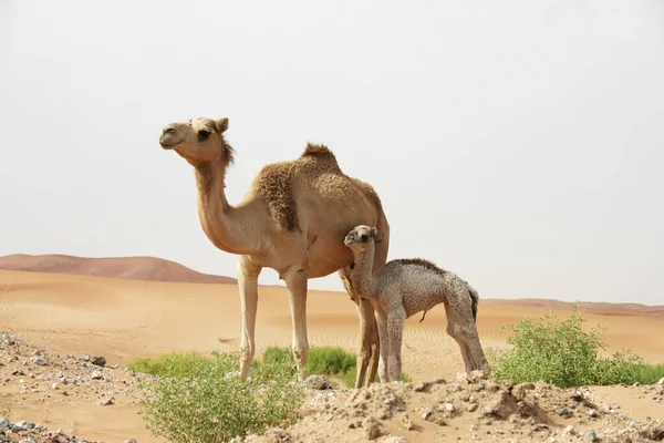 Una Madre Camello Está Desierto Con Ella Que Camello Descendencia — Foto de Stock