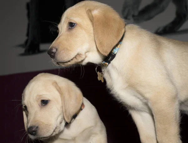 Two golden Labrador puppy siblings looking to the left of the image