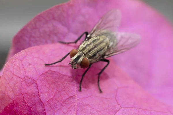 Gran Insecto Volador Mosca Encontrado Los Emiratos Árabes Unidos — Foto de Stock