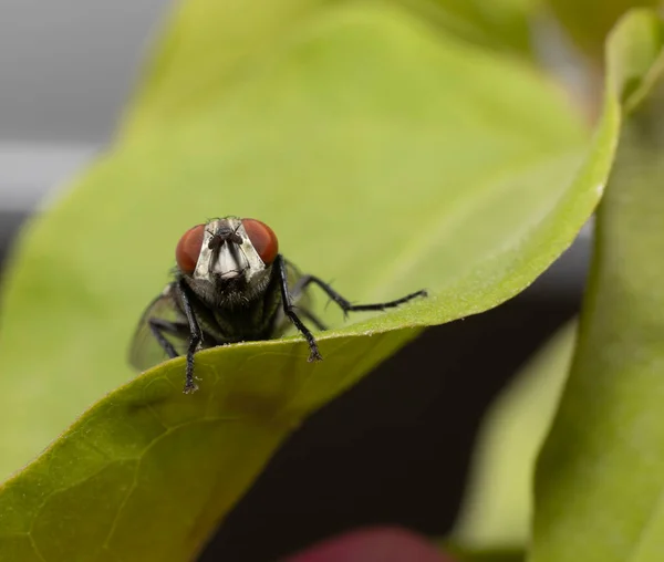 Gran Insecto Volador Mosca Encontrado Los Emiratos Árabes Unidos — Foto de Stock