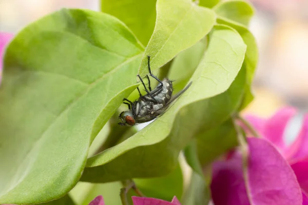 Gran Insecto Volador Mosca Encontrado Los Emiratos Árabes Unidos — Foto de Stock