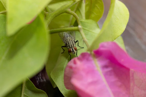 Gran Insecto Volador Mosca Encontrado Los Emiratos Árabes Unidos — Foto de Stock