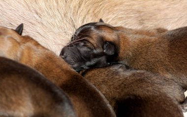 Yeni doğmuş Belçikalı Malinois yavruları
