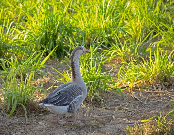 Goose Standing Grassy Field Farm Uited Arab Emirates — Stock Photo, Image