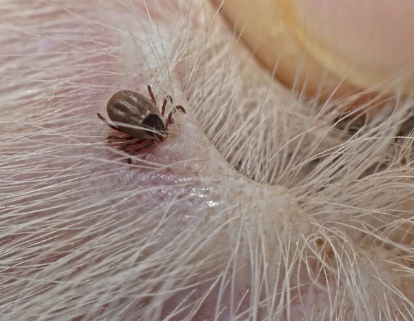 Common dog tick found on the inside of a dogs ear