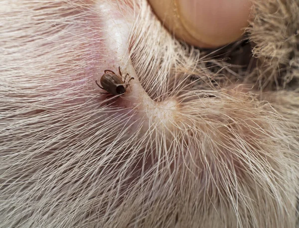 Common dog tick found on the inside of a dogs ear
