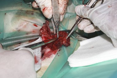 Bir veteriner Cerrahı, Labrador Retiever köpeğinin kuyruğundan tümörü çıkarır.