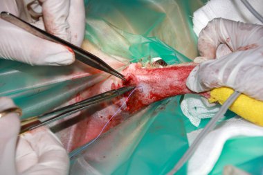 Veterinerlik Cerrahı, evcil bir Labrador yavrusundan tümörü çıkardıktan sonra yarayı kapatmak için cerrahi dikiş malzemesi kullanır.