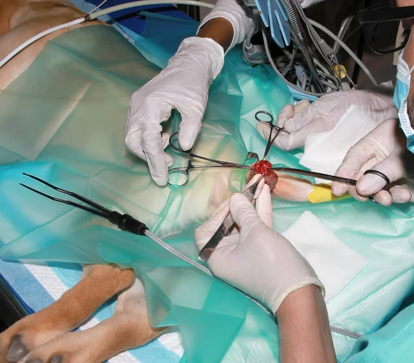Seorang Dokter Hewan Mengeluarkan Tumor Dari Bawah Ekor Anjing Labrador — Stok Foto