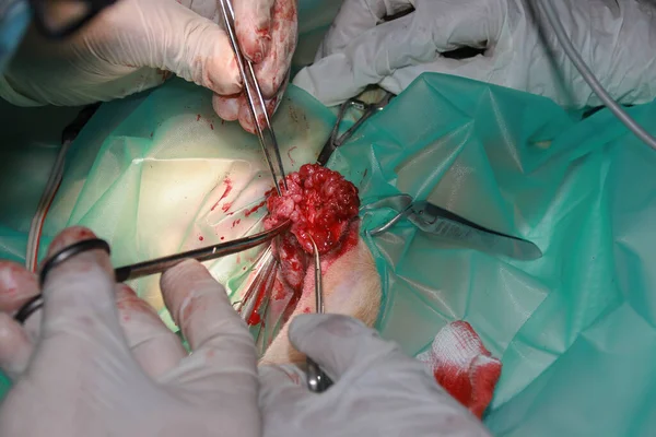 Ένας Κτηνίατρος Χειρουργός Αφαιρεί Έναν Όγκο Κάτω Από Την Ουρά — Φωτογραφία Αρχείου