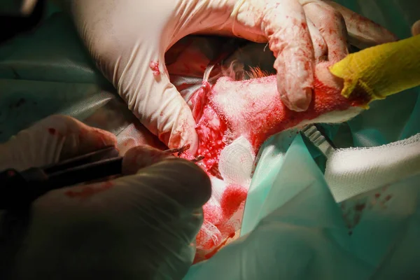 Een Dierenarts Verwijdert Een Tumor Van Onder Staart Van Een — Stockfoto