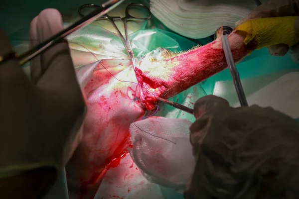 래브라도 강아지의 종양을 제거하는 수련의 — 스톡 사진