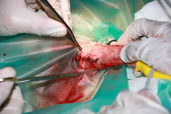 A Veterinary Surgeon uses surgical suture materials to close a wound after removing a tumor from a domestic Labrador puppy