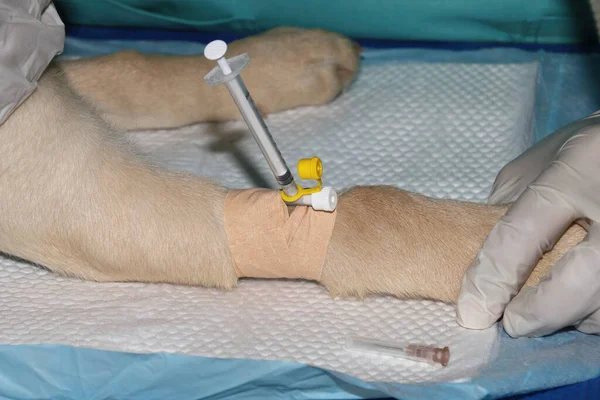 A Golden Labrador Retiever puppy recieves anesthesia from a Veterinary Surgeon before surgery