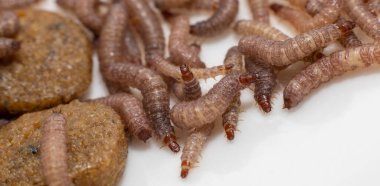 Kuru köpek mamasında bulunan küçük solucanlar / Kibble uzunluğu yaklaşık 1 cm.