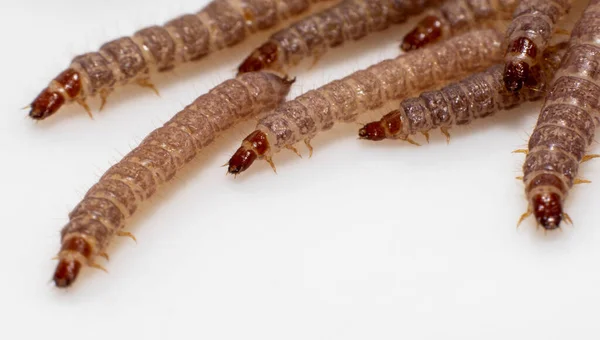 Kleine Würmer Trockenem Hundefutter Gefunden Kibble Von Etwa 1Cm Länge — Stockfoto