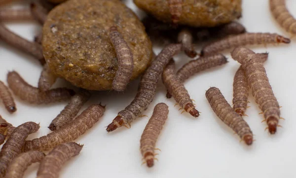 Pequenos Vermes Encontrados Alimentos Para Cães Secos Kibble Medindo Cerca — Fotografia de Stock