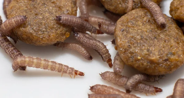 Kleine Würmer Trockenem Hundefutter Gefunden Kibble Von Etwa 1Cm Länge — Stockfoto