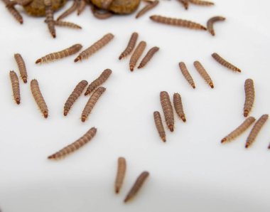 Kuru köpek mamasında bulunan küçük solucanlar / Kibble uzunluğu yaklaşık 1 cm.