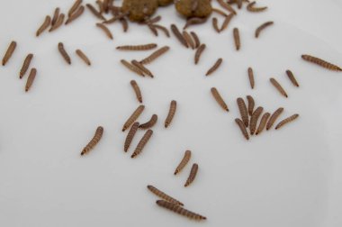 Kuru köpek mamasında bulunan küçük solucanlar / Kibble uzunluğu yaklaşık 1 cm.