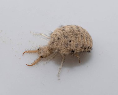 Antlion böceğinden küçük bir larva.