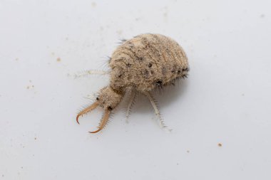 Antlion böceğinden küçük bir larva.