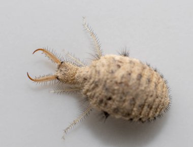 Antlion böceğinden küçük bir larva.