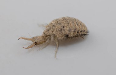 Antlion böceğinden küçük bir larva.