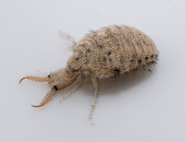 Antlion böceğinden küçük bir larva.