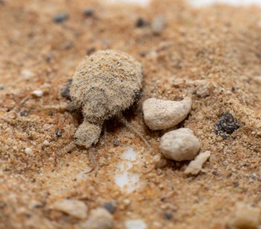 Antlion böceğinden küçük bir larva.