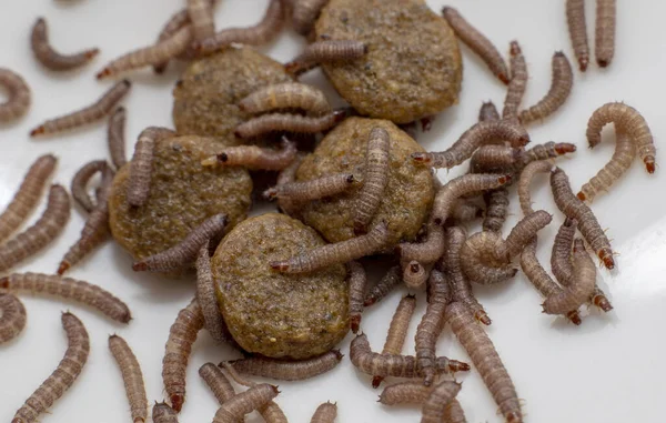 Kleine Würmer Trockenem Hundefutter Gefunden Kibble Von Etwa 1Cm Länge — Stockfoto