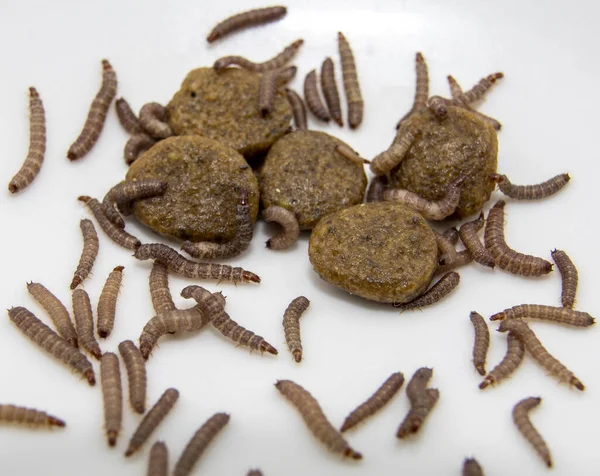 Pequenos Vermes Encontrados Alimentos Para Cães Secos Kibble Medindo Cerca — Fotografia de Stock