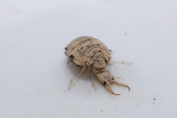 Uma Pequena Larva Inseto Antlion — Fotografia de Stock