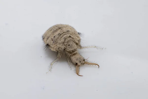 Uma Pequena Larva Inseto Antlion — Fotografia de Stock