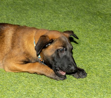 Kulağı hala aşağıda, Belçikalı bir Malinois köpeğinin sevimli yüzü.