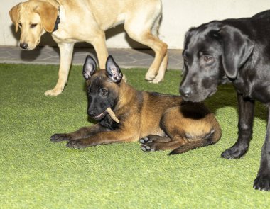 Tatlı bir Belçikalı Malinois köpeği, etrafı Altın Labrador köpeği ve Kara Labrador yavrusuyla çevriliyken dikkatli bir şekilde yemeğini yiyor.