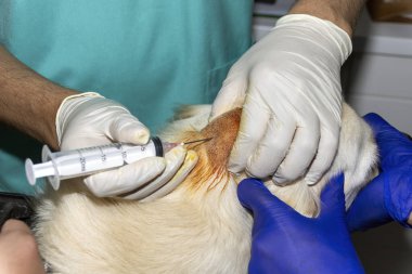 A Skilled Veterinarian drains an abcess on the head of a Golden Retriever dog