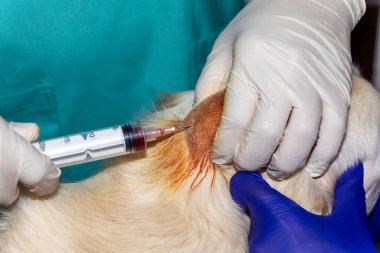 A Skilled Veterinarian drains an abcess on the head of a Golden Retriever dog